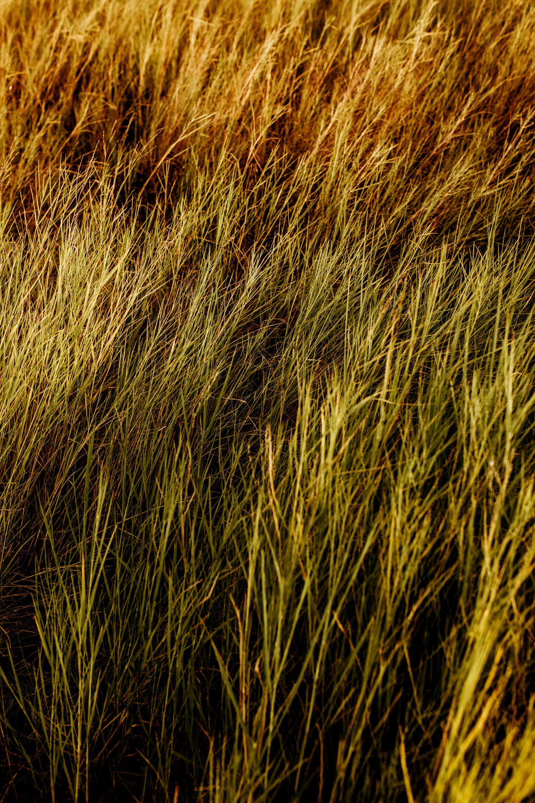 Seagrass · The Ocean's Weave