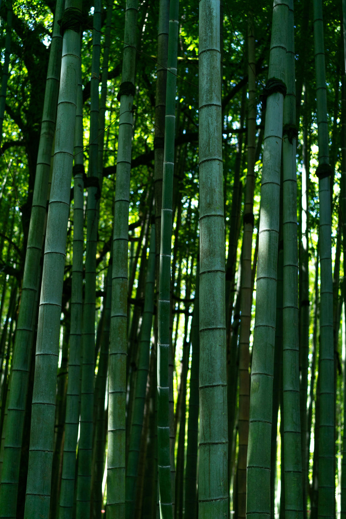 Bamboo · Gentle Strength