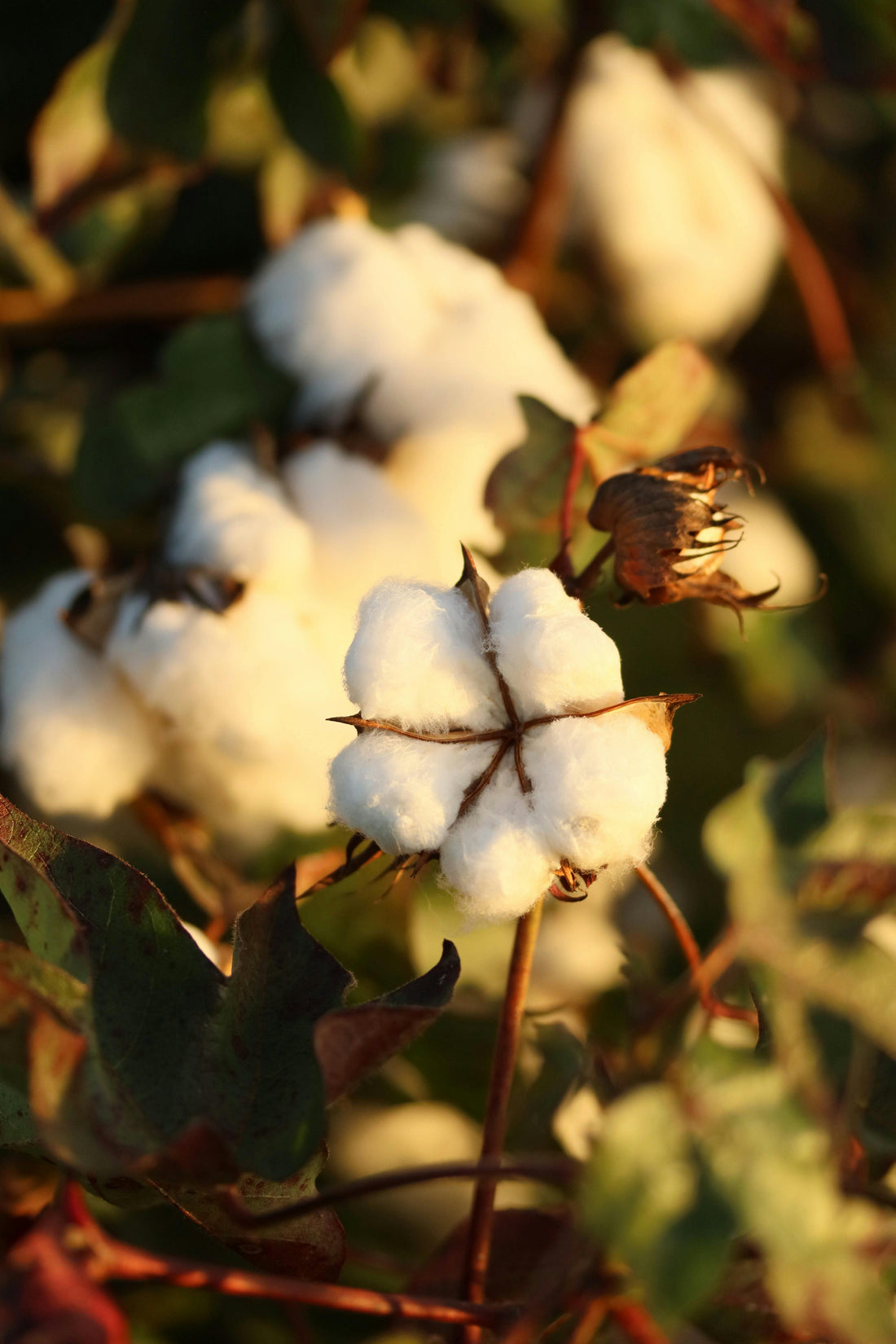 Cotton · Pure Softness