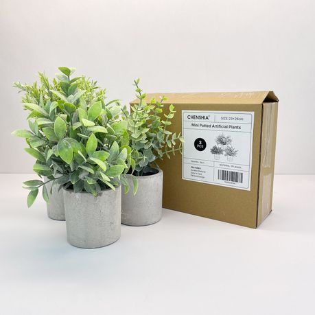 Mini Office Plant Set - 3-Pack