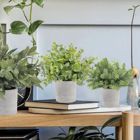 Mini Office Plant Set - 3-Pack