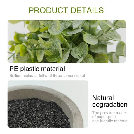 Mini Office Plant Set - 3-Pack