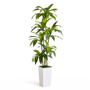 180cm Artificial Dracaena Tree