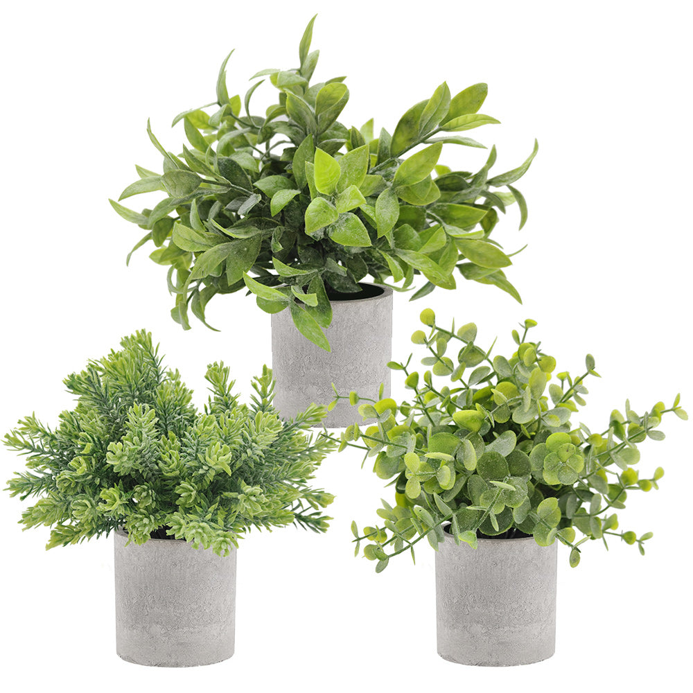 Mini Office Plant Set - 3-Pack