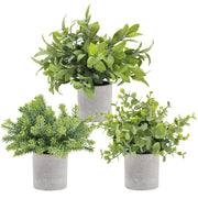Mini Office Plant Set - 3-Pack